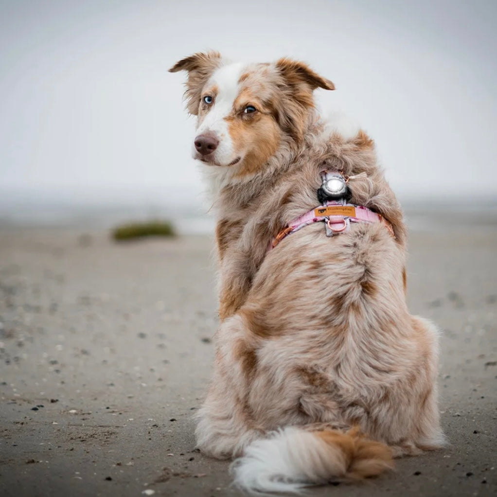 Orbiloc Dog Dual White LED Ljós - 100-250klst
