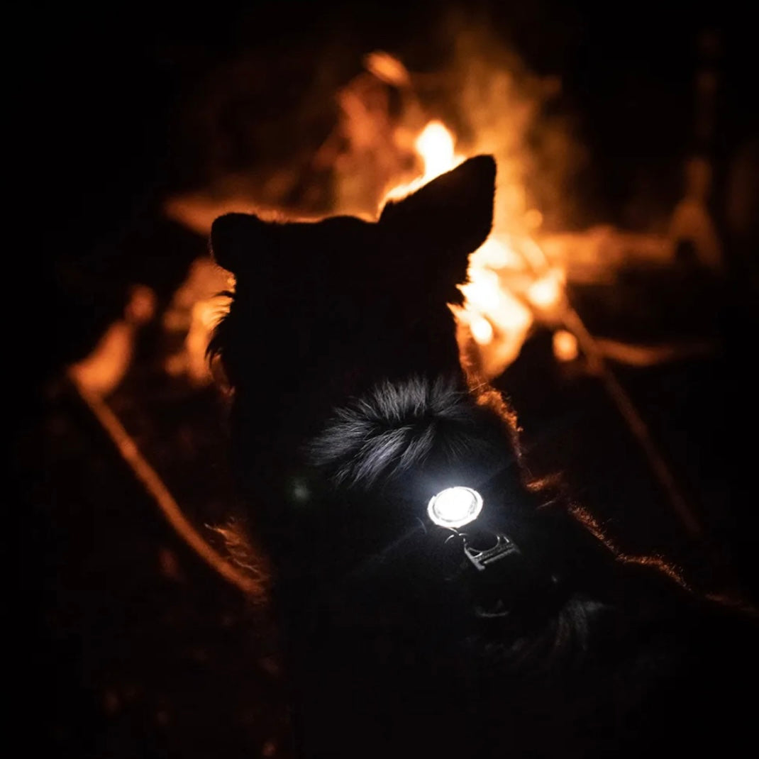 Orbiloc Dog Dual White LED Ljós - 100-250klst